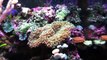 Biocube 14 gallon aquascape nano saltwater reef tank aquarium 6 Super HD