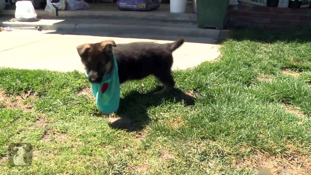 Fluffy German Shepherd Puppy Wears Bib