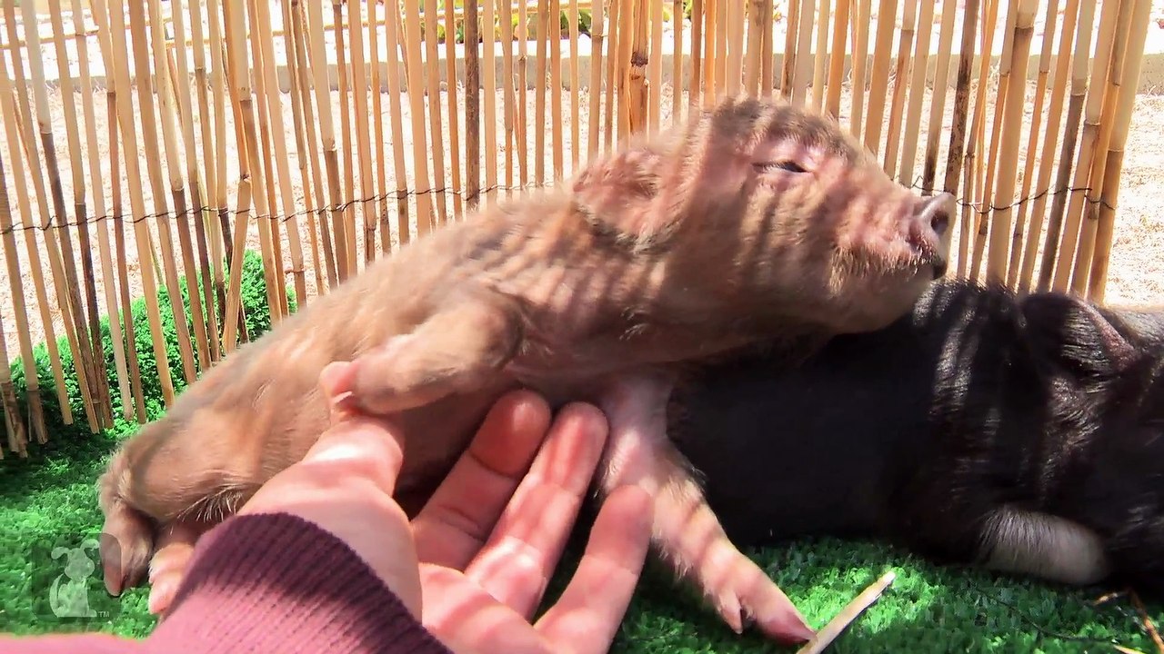 Micro Pig Gets a Belly Rub And Snorts