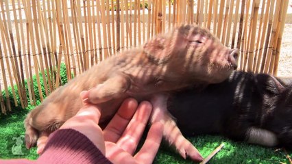 Micro Pig Gets a Belly Rub And Snorts
