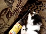Śmieszne koty. Mały alkoholik.