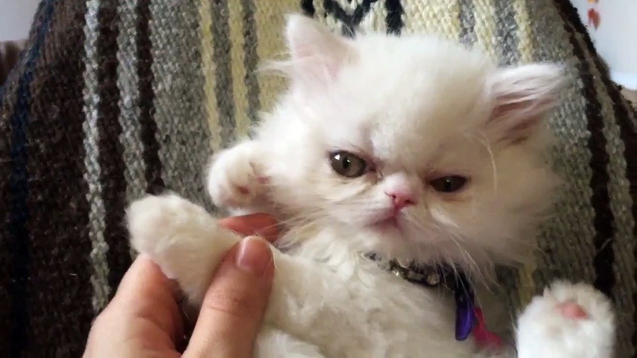 White Persian kitten interacts with friendly parrot