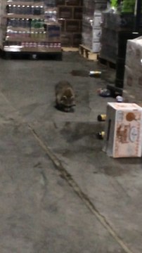 Drunk Raccoon Found In Beer Warehouse