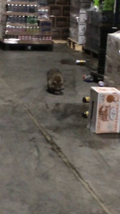Drunk Raccoon Found In Beer Warehouse