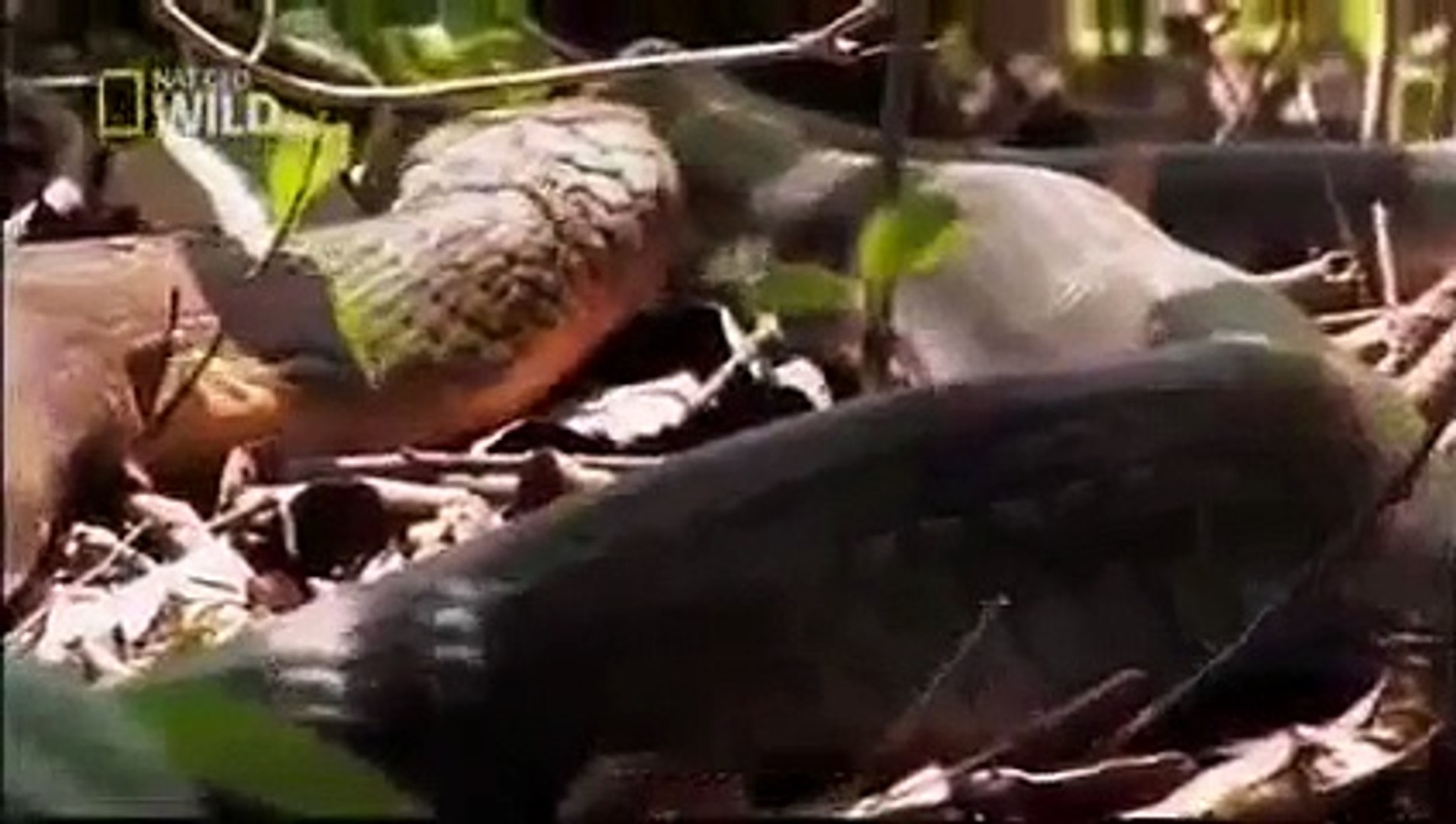 ⁣Animal Planet 2015 - Discovery Channel - Wildlife Animals - King Cobra Documentary [720 HD