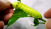 Sphinx Caterpillar makes a cute noise when you squeeze its butt