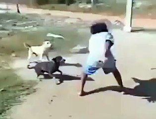 Go Go Power Rangers bebado tentando bater em cachorros kkkkkkkk