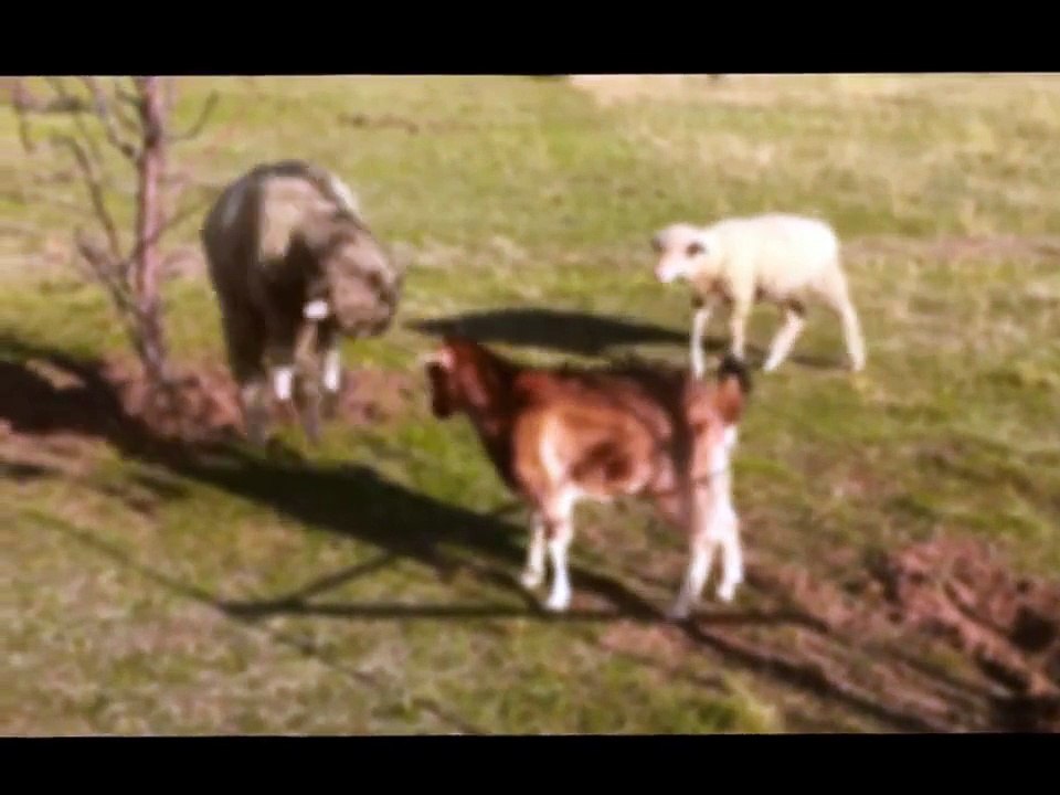 Pumpkin the lamb playing