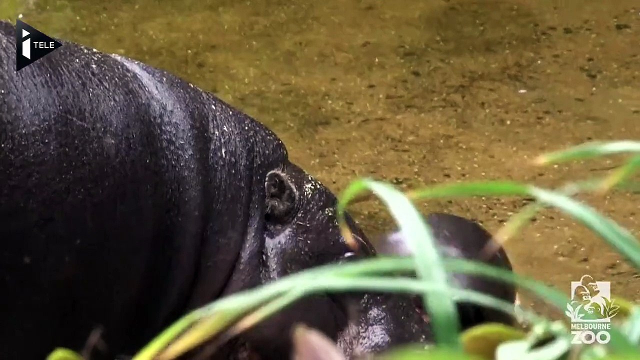 Un bébé hippopotame nain apprend à nager