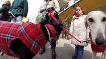 Sant Antoni Abad 2013 - Sant Feliu de Guíxols