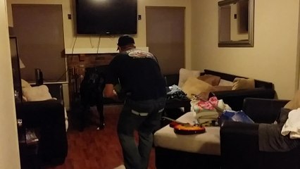 Great Dane dog frightened by watermelon