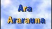5 Ara Ararauna ( Blue and yellow Macaw o Guacamayo azul y amarillo)
