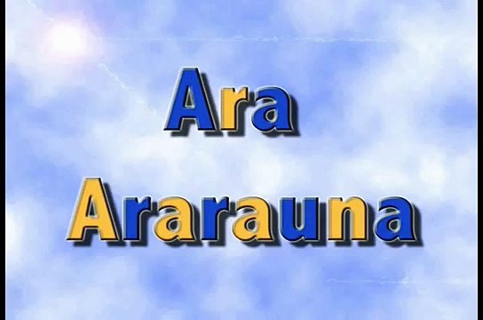 5 Ara Ararauna ( Blue and yellow Macaw o Guacamayo azul y amarillo)