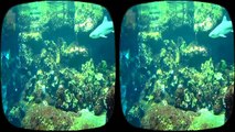 3D TV: Beliebte Speisefische, Haie (sharks) und andere bunte Gesellen aus dem Tierpark Bochum