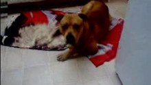 jack 10 mois
