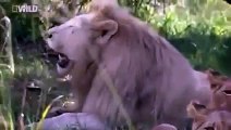 Lions Documentary - Lion attacks Buffalo - African Wildlife 2015 HD [NEW]