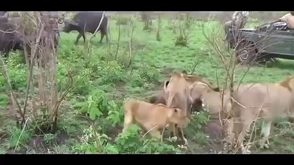 Deadly Amazing moments The Best Animal Fights ! New 2015