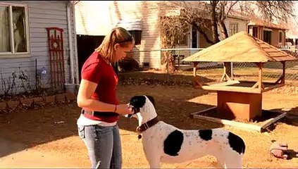 Teaching a Great Dane Loose Leash Walking