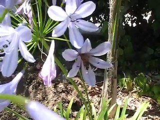 Blue Agapanthus Flower Flowers with Buzzing Bee Pollinating Pollination