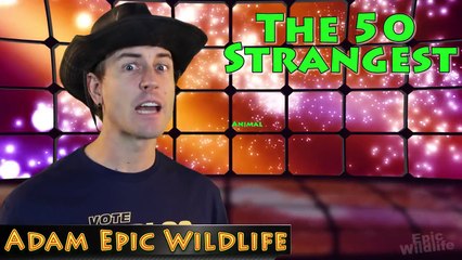 Giant Sea Worm - Bobbit Worm