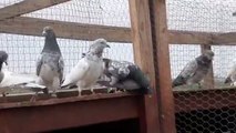 Tippler Pigeons in California USA ( HD )