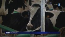 20150609-F3Pic-12-13-Drucat-Mille Vaches : contrôle du nombre de vaches