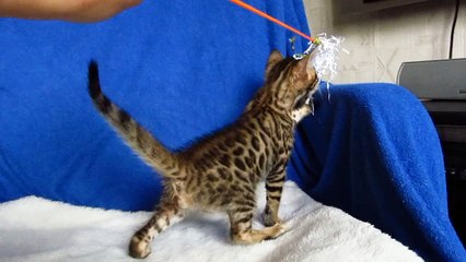 Бенгальский котик №1