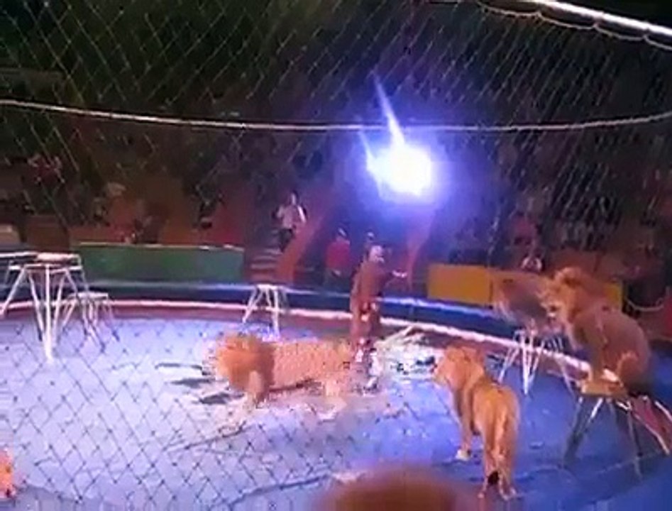Lion Gone Crazy in Circus tries to Rip the Man Apart
