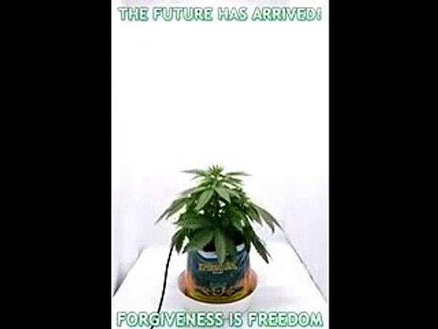 growing cannabis-plant (time lapse)