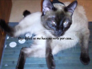 Adios a mi gato Nico, fue injusto...