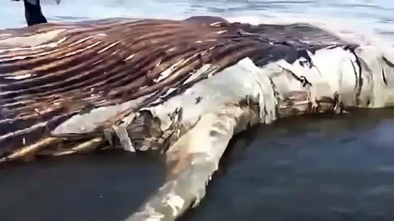 MIRACLE OFALLAH Largest