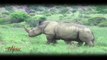 White Rhino Cow with Young Calf - Africa Wildlife Videos