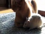 Gato Jugando con Ratones