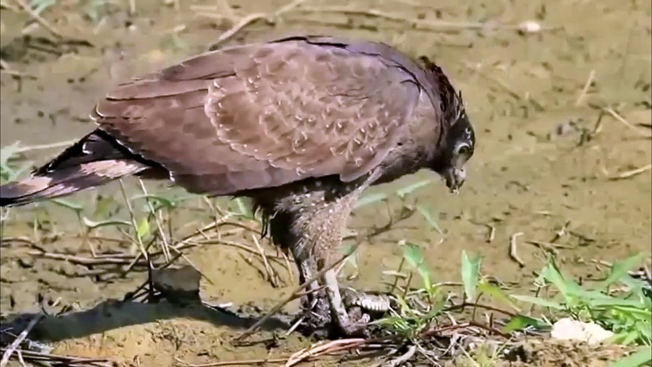 Aguila Debora a Serpiente