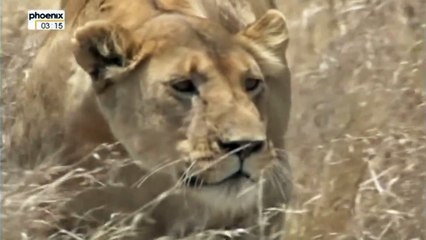 Lion vs Hyena Interaction (lang=german)