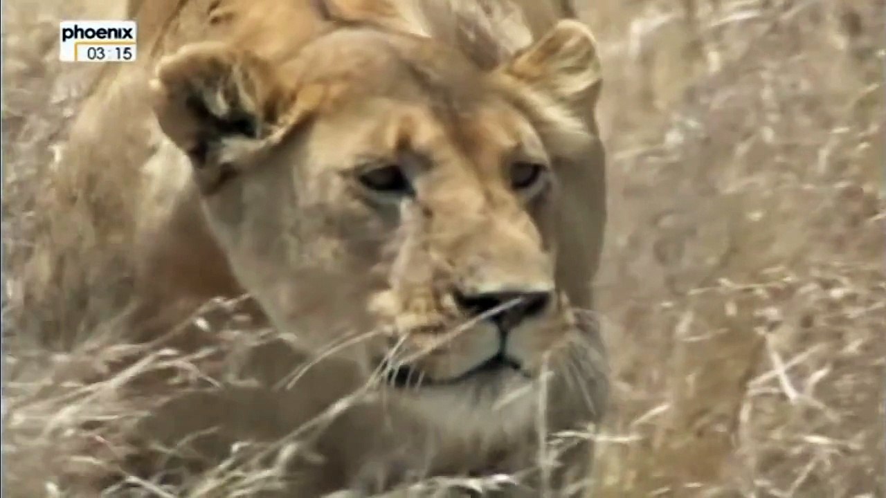 Lion vs Hyena Interaction (lang=german)