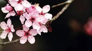 Dark Japanese cherry blossom Makeup