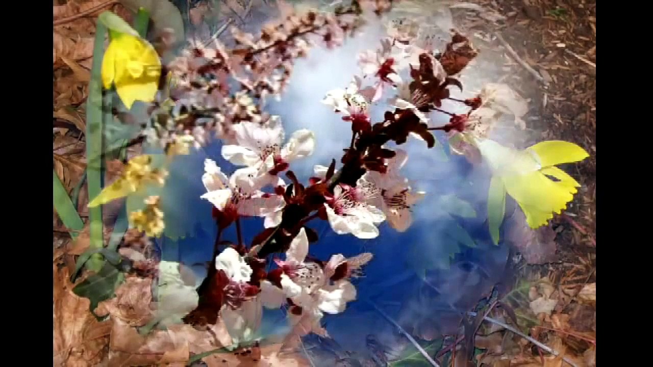 I Just Called To Say I Love You   Stevie Wonder