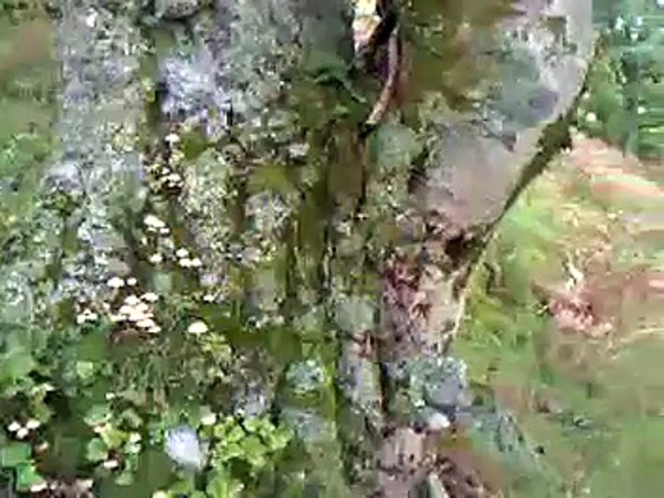 Cuckoo trees in Scotland
