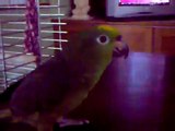 pappagallo pedro di 6 mesi che canta