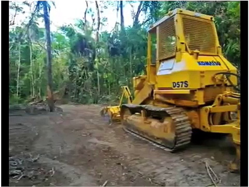 Rainforest Rescue Daintree Rainforest