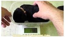 Puppy 7 days old Labrador Retriever - litter J Nice Friend