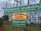 Most Amazing Thailand Tiger Temple monks and tigers roam free together