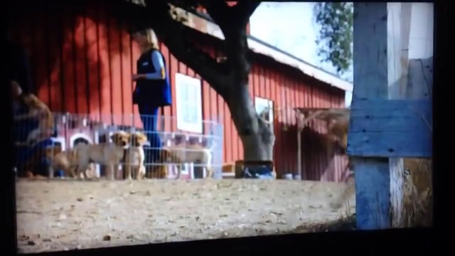 Best Super Bowl commercial 2014 Best buds!! Dog and horse Budweiser
