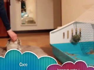 Coco conejo belier andando :) Walking rabbit :)