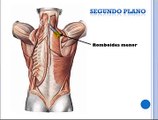 Musculos de la espalda