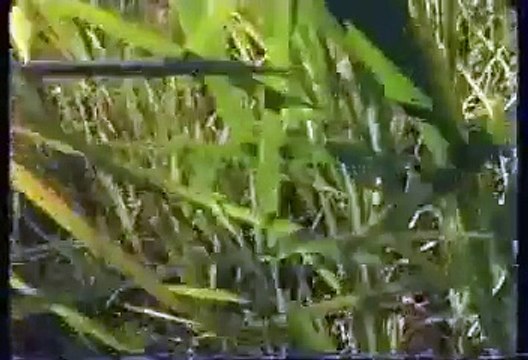 Jungle Brothers- Straight out the Jungle