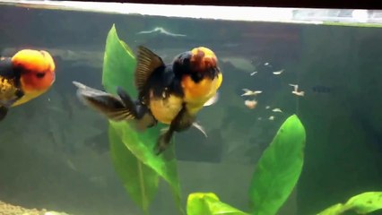 Nourrir des poissons rouges oranda en aquarium