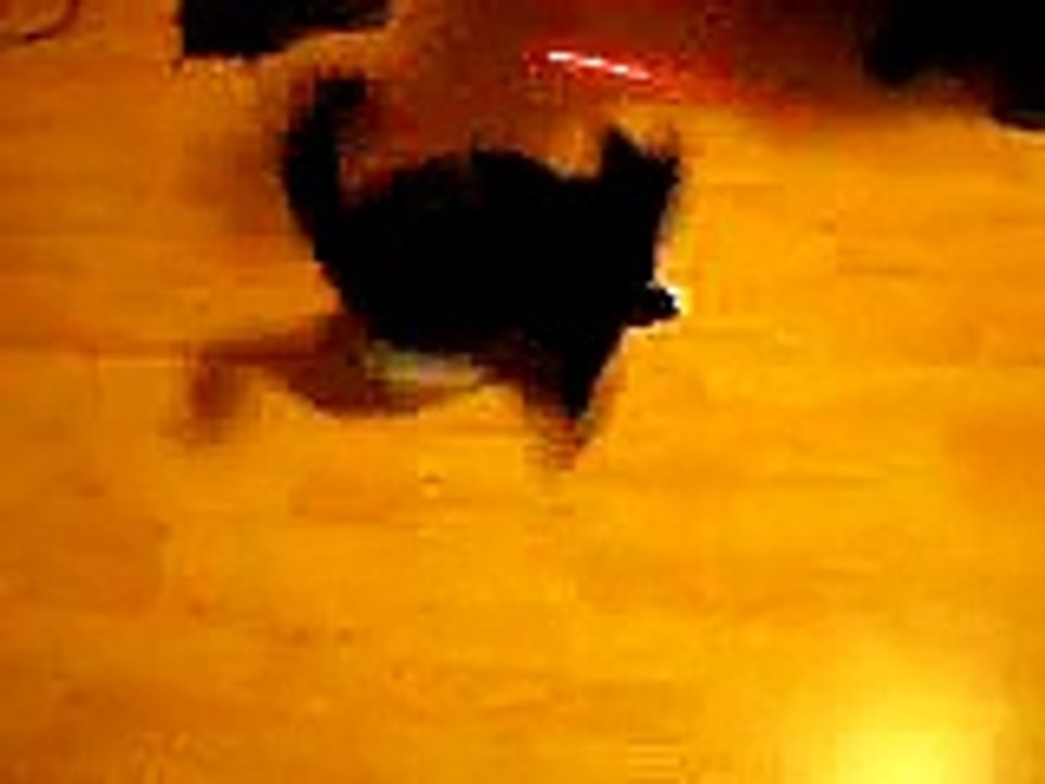 KittyCat goes dizzy..