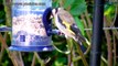A Biggest Collection Of Goldfinches & Their Beautiful Activity